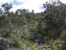 Kaumana Trail